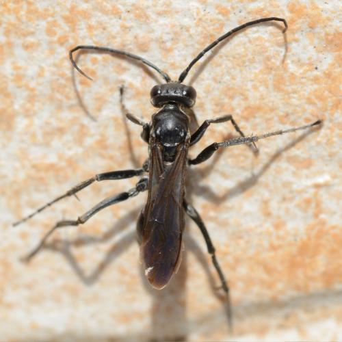 Cryptocheilus notatus